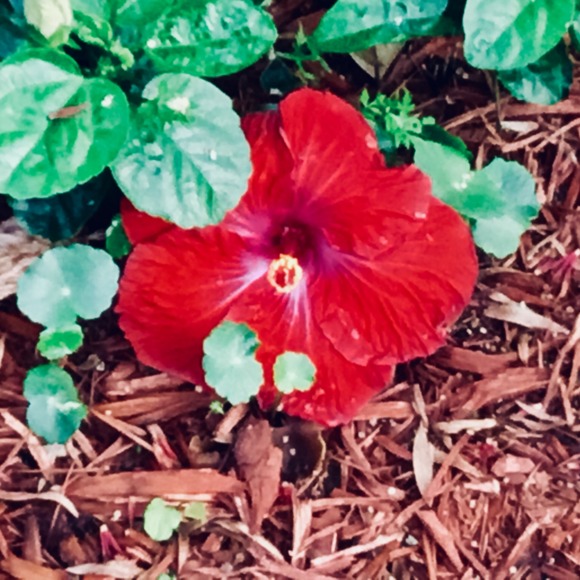 Meet your Posher, Lorie - Picture 1 of 1